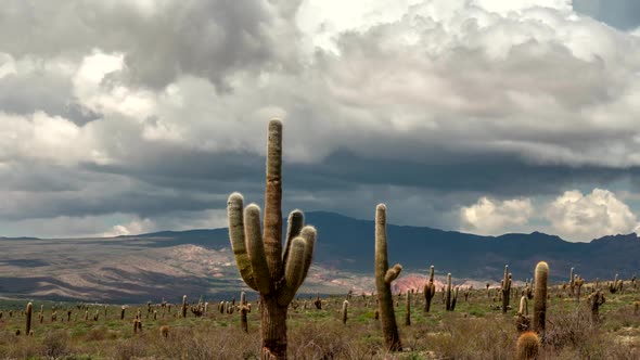 Los Cardones National Park, Salta, Argentina. Time Lapse with Big Cactus, Mountains and Clouds. FHD