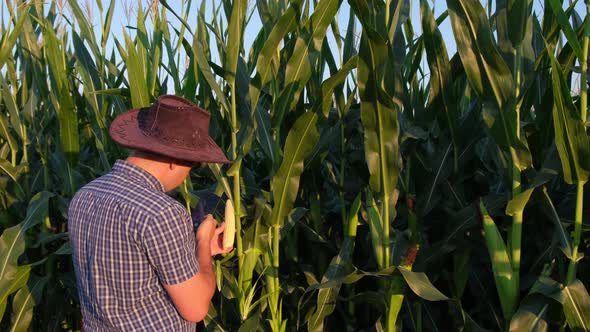 Corn Plantation