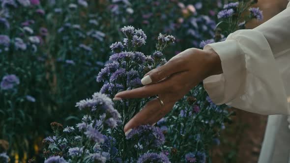 Female Hand with White Nails Touching Flowers in a Flower Field at Sunset