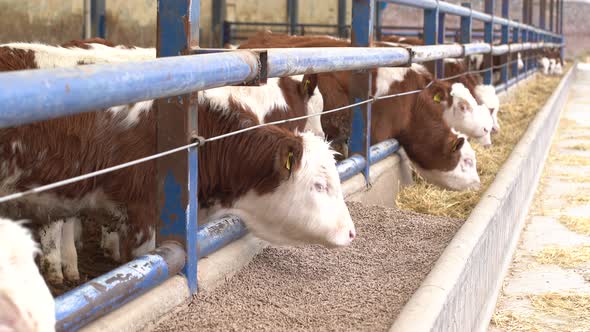 Calves eat feed and grass. Open Fattening.