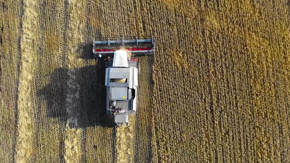 Combine Harvester Working on the Field, Top Aerial Shoot