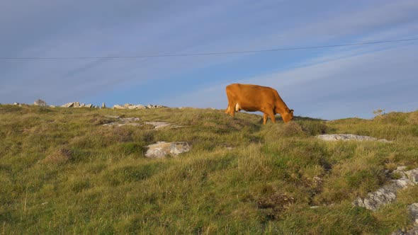 Domestic cow cattle lost at Connemara county Galway Ireland