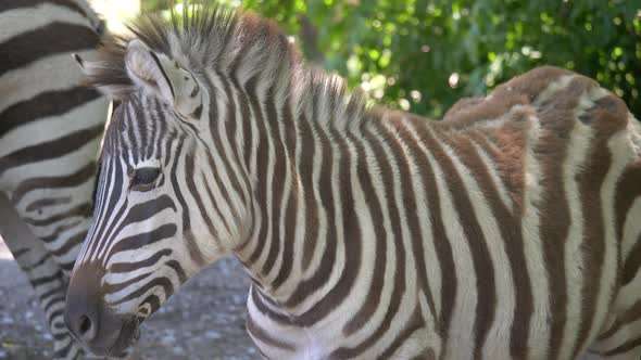 Sweet young striped zebra resting with family outdoors in nature during hot summer day,close up