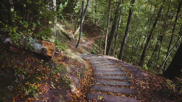 Walk Through the Forest in the Gauja National Park