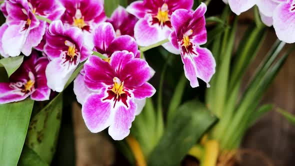 Red Orchids 