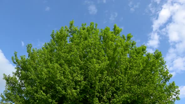 Timelapse, tree and spring leaves on blue sky and clouds, France