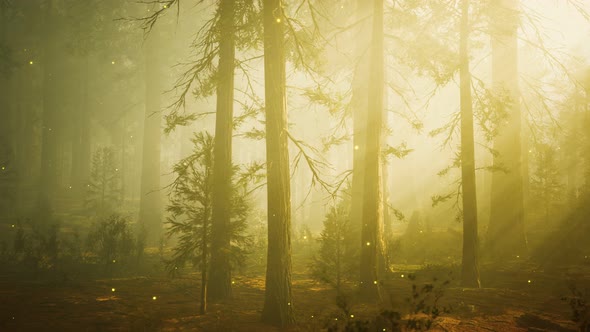 Fantasy Firefly Lights in the Magical Forest