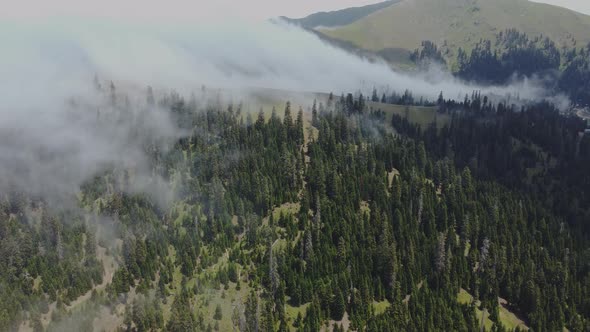 Cloud and forest aerial view