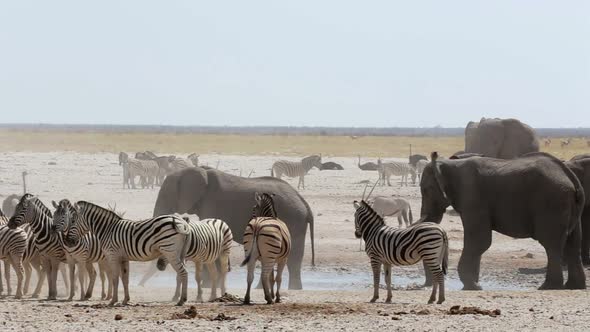 overcrowded waterhole with Elephants, zebras, springbok and orix