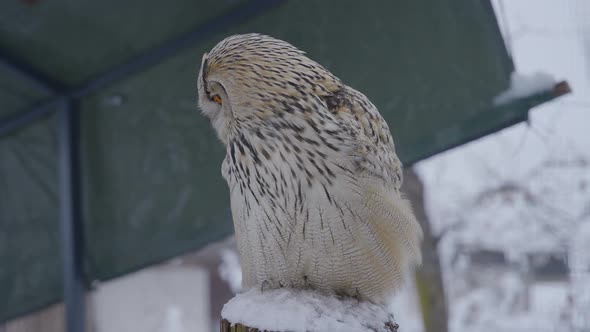 Close up of an owl face in slow motion  with detail and colorful eyes, beak, and feathers