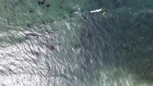 Top-down aerial view of two surfers waiting to catch a good wave in the north pacific ocean. Chrysta