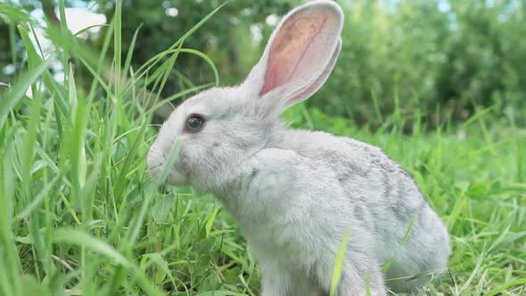 Cute Fluffy Light Gray Easter Bunny with Big Ears Sits Green Meadow Sunny Weather Eats Young Soybean