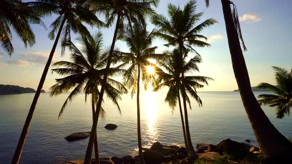 Beautiful coconut palm trees on the beach Phuket Thailand, Phuket Islands Palms trees on the ocean.