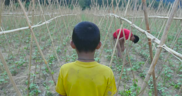 Rural Boy Walking In Vegetables Garden alt