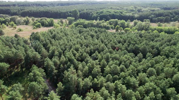 Flight Over the Green Pine Forest and Fields in Summer