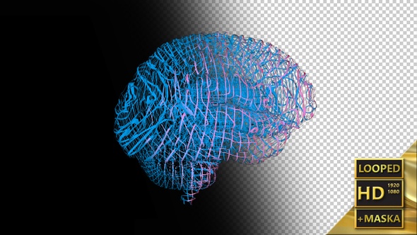 Computer Model of the Human Brain 