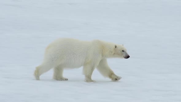 Polar Bear Walking in an Arctic