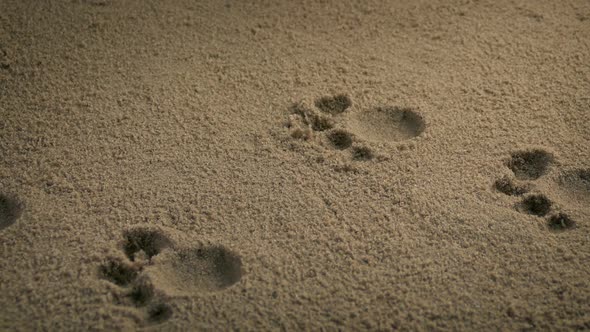 Paw Prints From Small Animal