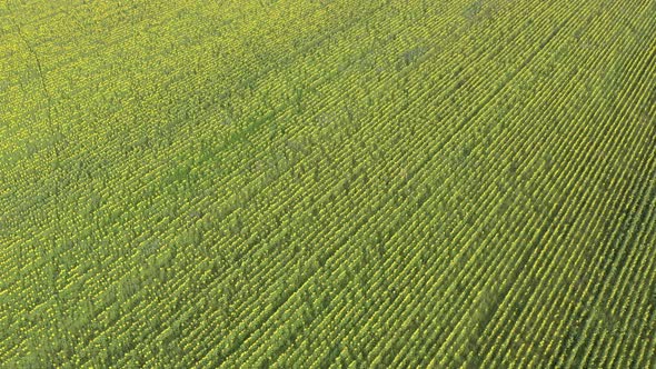 High Above Sunflower Field in Full Bloom 4 K Aerial Video