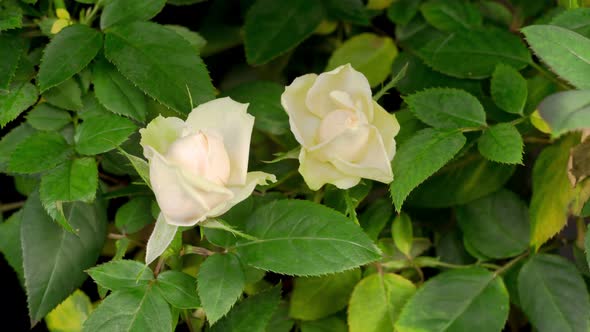 Time Lapse of Growth White Rose Flower