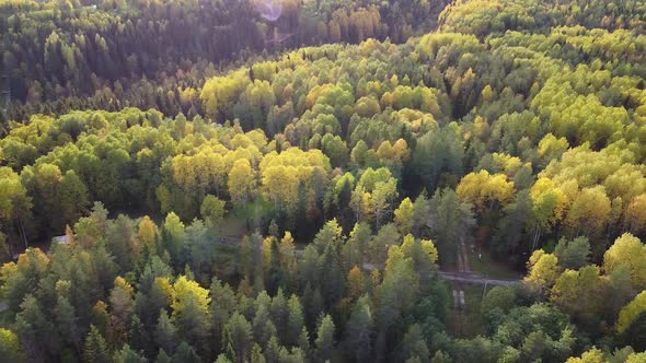 Summer Early Autumn in Forest Aerial Top View