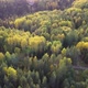 Summer Early Autumn in Forest Aerial Top View - VideoHive Item for Sale