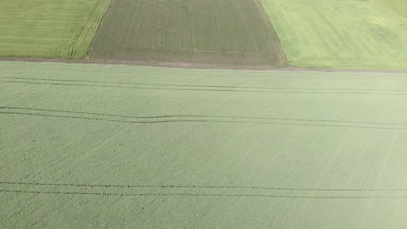 Cultivated agricultural green fields