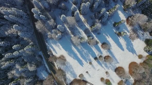 trees in the snow and a road view from above