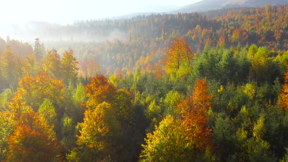 Aerial View of a Bright Autumn Forest on the Slopes of the Mountains in the Fog at Sunrise