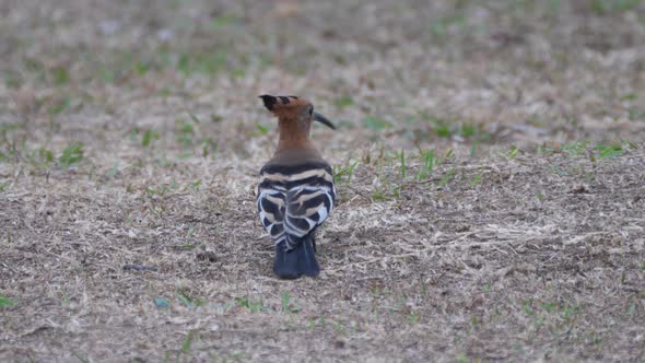 Hoopoes on the groundsearching for worms