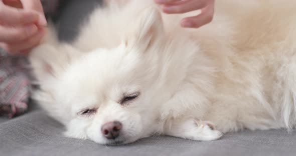 White Pomeranian Dog Sleep on Sofa