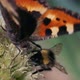 Butterfly and bumblebee taking nectar and pollinating a plant - VideoHive Item for Sale