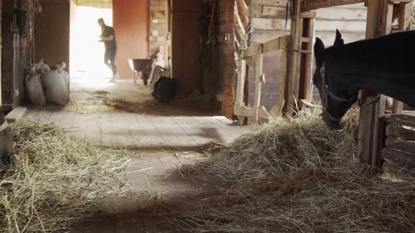 Panoramic Shot of a Private Stable. Horses Chew Food, a Young Groom Girl Sweeps the Floor with a