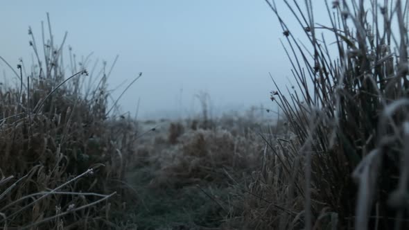 Frost Covered Plants In Winter Meadow