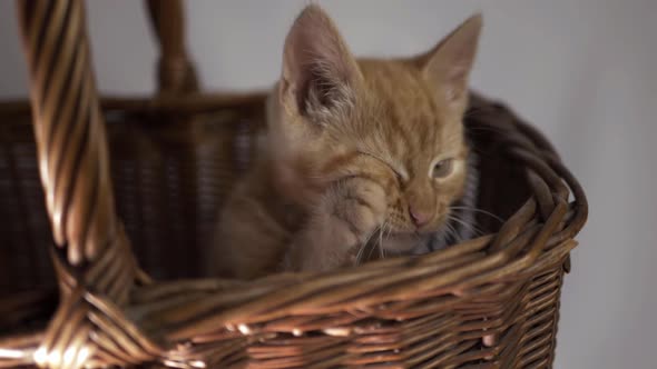 Cute ginger kitten sitting in a basket washing medium shot