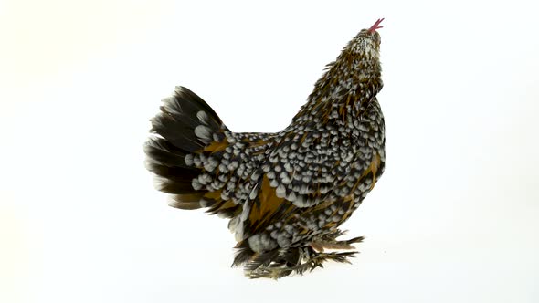 Hen Milfler Isolated at White Background in Studio