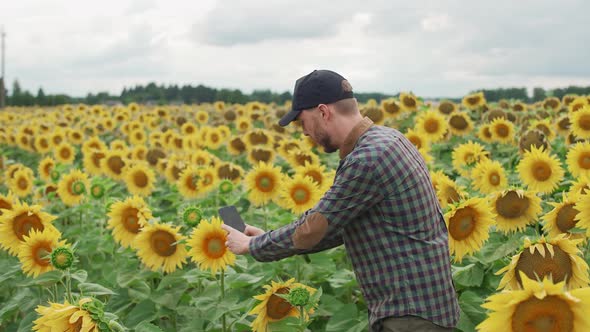 Countryside Man Farmer Standing in a Field of Sunflowers and Takes Pictures of Yellow Flowers on a