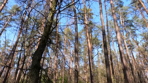 Forest with Pine Trees During the Day POV