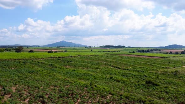 Cassava And Sugarcane Fields  Countryside