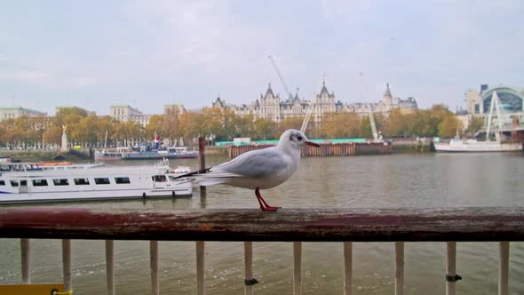 Slow motion Seagull in Central London during Covid-19 Coronavirus lockdown bu the Thames River in En