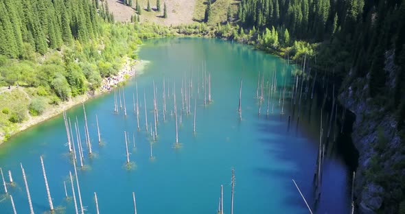 Coniferous Trees Rise From Depths of Mountain Lake