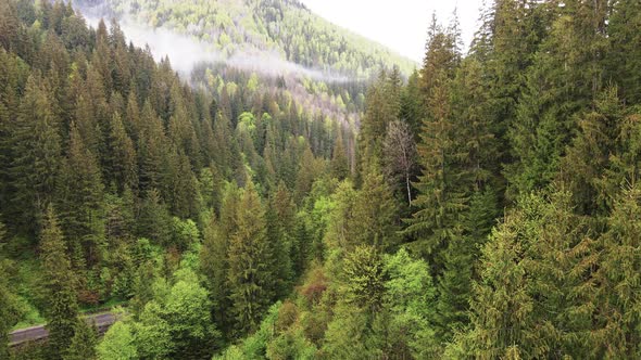 Spruce Forest. Slow Motion. Carpathian Mountains. Ukraine. Aerial.