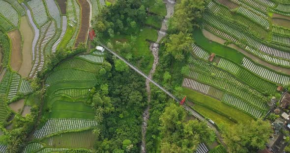 Aerial top down landscape of farming agricultural scenery in Indonesia. Suspension bridge over valle