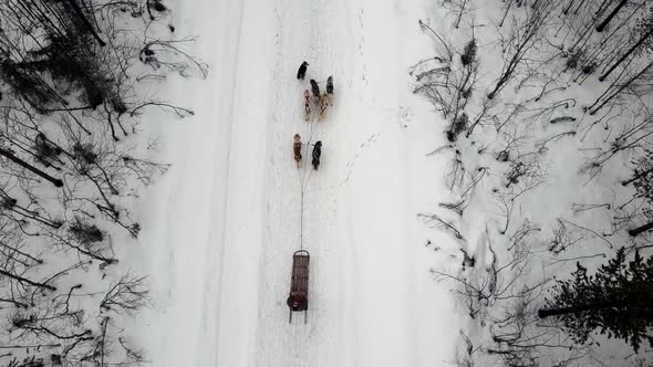 Drone Aerial View of Dogsledding Handler with Team of Trained Husky Dogs Mountain Pass Husky Dog