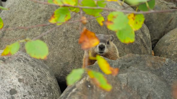 A Ground Hog Sitting In Between Large Rocks 3