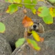 A Ground Hog Sitting In Between Large Rocks 3 - VideoHive Item for Sale