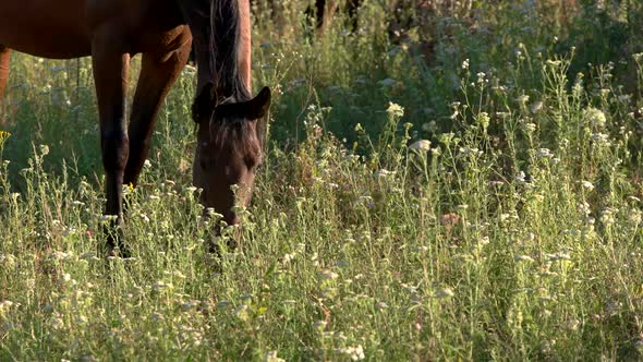 Horse Eats Grass.