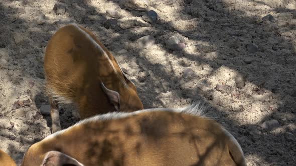 Red River Hog (Potamochoerus porcus) looking for food.   