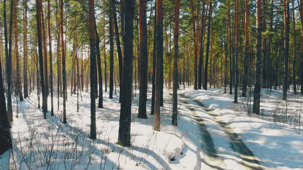 Motion Along Dirty Car Trace on Snow Lying on Forest Ground