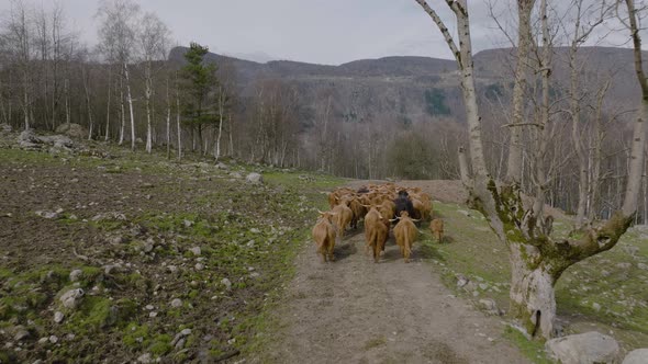 Drone tracks herd of highland cattle trotting away on remote mountain track